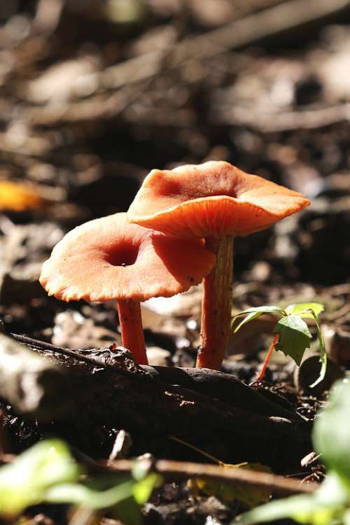 Autumn Mushrooms Underwood Humidity