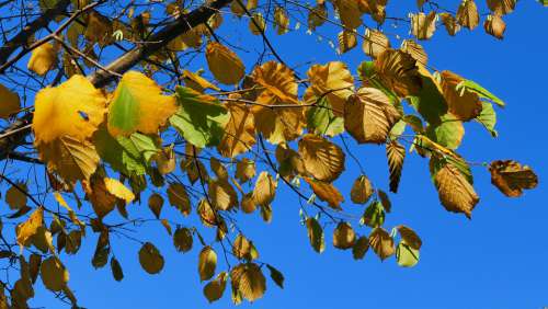 Hazel Foliage Autumn Sky Tree Green Nature