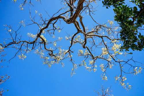 Blue Skies Twigs Germination