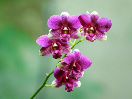 Orchids Rolling Flower Fresh Flower Garden