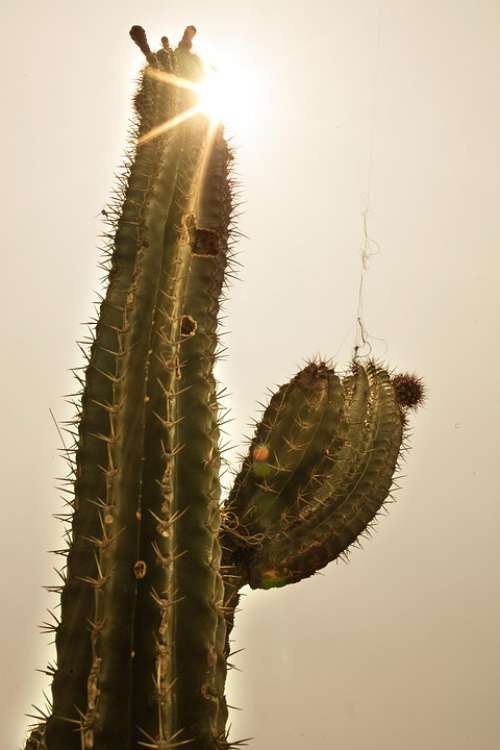 Cactus Sun Desert Plant Nature Dry Hot Sunset