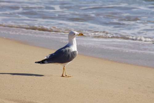 Seagull Bird Birds Sea