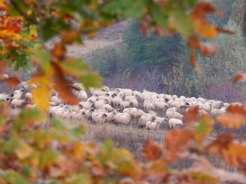 Autumn A Herd Of Sheep Nature
