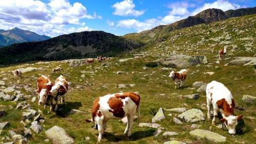 Trentino Mountain Animals Summer Landscape Nature