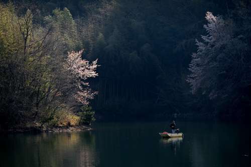 Pond Fishing Sakura Cherry Blossoms Water