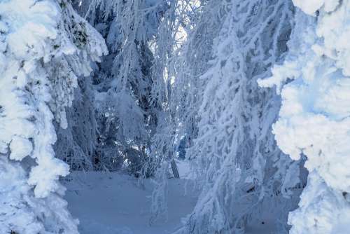 Forest Winter Forest Snow Landscape Wintry Trees