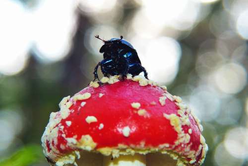 Forest Beetle Insect Antennae Fly Agaric Red