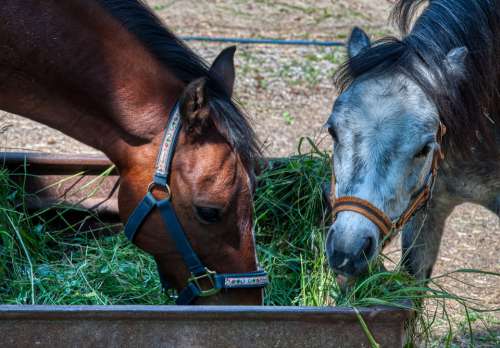 Horses Animal Portrait Trough Grass Feeding