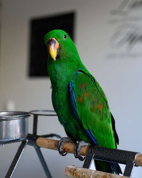Parrot Eclectus Roratus Green Eclectus Bird