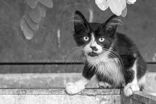 Cat Street Trash Bin Looking Alert Fur Whiskers