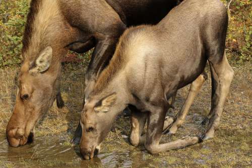 Moose Cow Moose Calf Drinking Water Wildlife