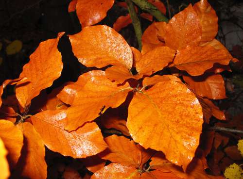 Beech Leaves Fall Foliage Autumn Colours Hornbeam