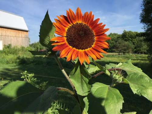 Sunflower Barn Nature Summer Agriculture Landscape