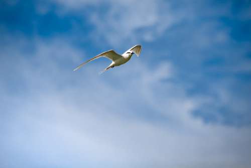 Wild Birds Creature Flight Sky Common Tern