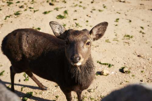 Hiroshima Landscape Japan Deer Animal