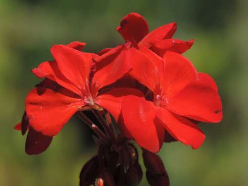 Red Flower Blossom Color Garden