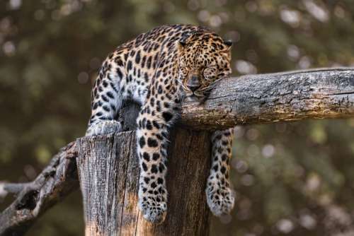 Zoo Jaguar Animal Sleeping Sleep Feline Wild
