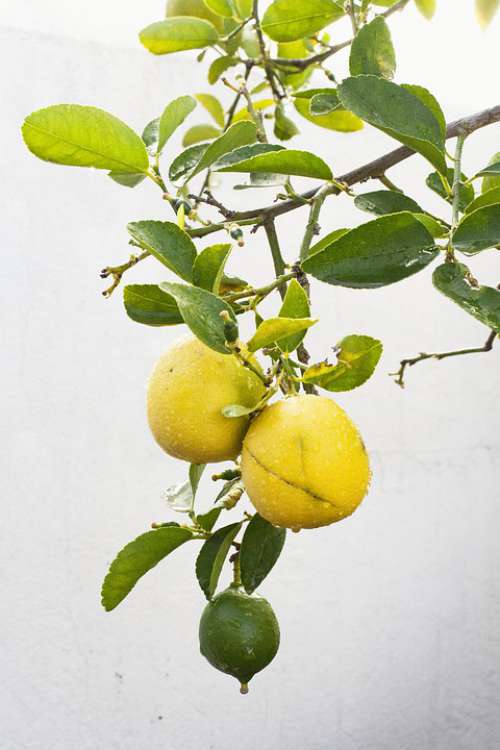 Lemon Citrus Fresh Healthy Lime Yellow Juicy Cal