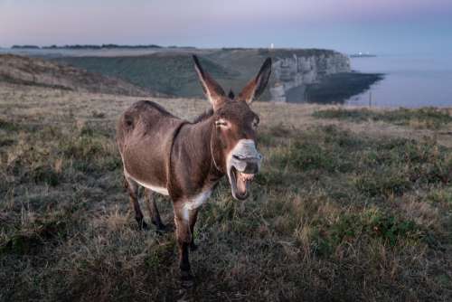 Etretat Donkey France Animal Tourism Normandy