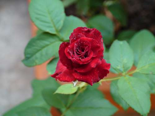 Rose Red Flower Bloom Plant Love Wedding Nature