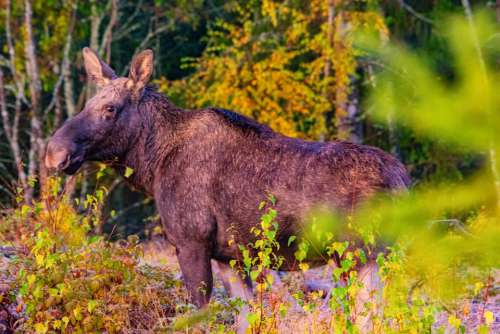 Moose Landscape Nature Wildlife Outdoors Animal