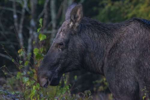 Moose Landscape Nature Wildlife Wilderness Animal
