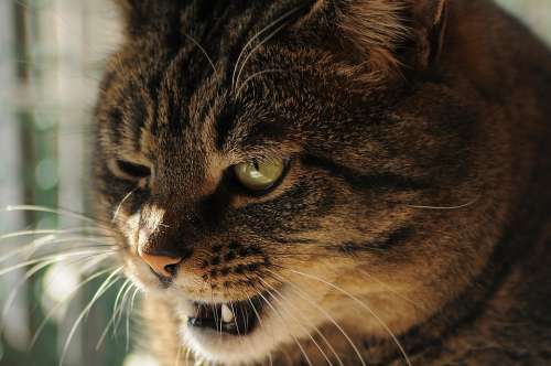 Cat View Teeth Bully Bad Striped To Squint Eye