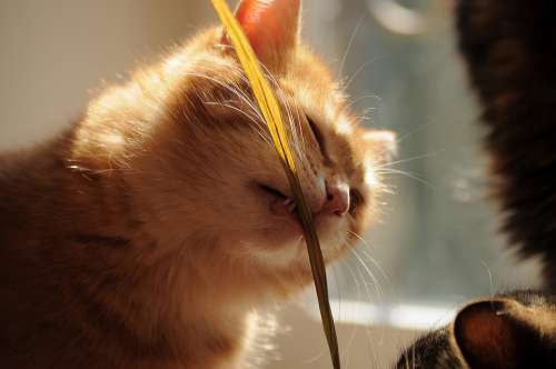 Cat Redhead Blade Of Grass Try To Tooth To Learn