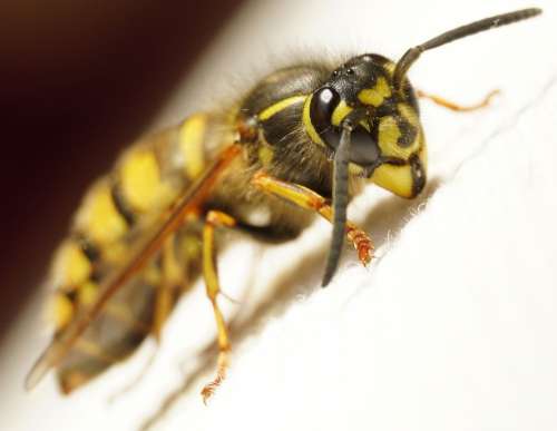 Wasp Close Up Macro Yellow Black Insect Nature