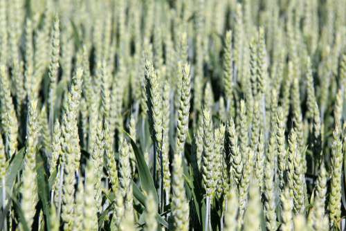 Wheat Summer Field Cereals Cornfield