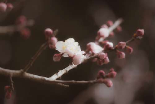 Plum Winter Spring Flowers Bud Seasonal Natural