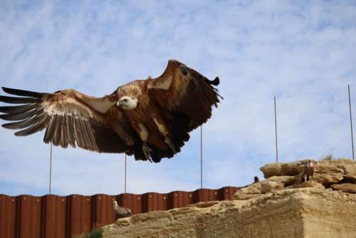 Vulture Bird Zoo Bioparc Nature Scavengers Raptor