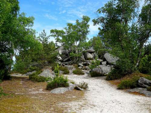 Landscapes Rocks Sandstone Rocks Trees Shrubs