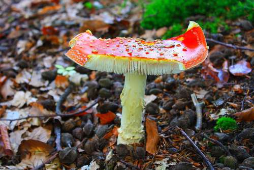 Fly Agaric Toxic Damaged Red Earth Spotted