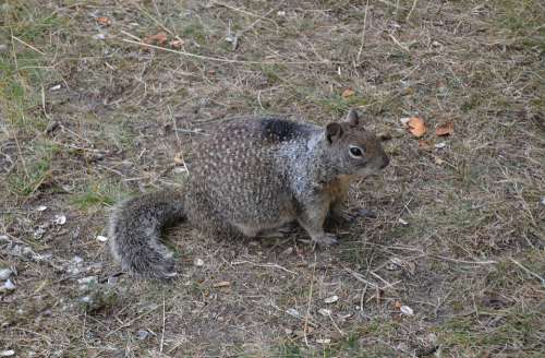 Squirrel Animal Nature Cute Furry Wildlife