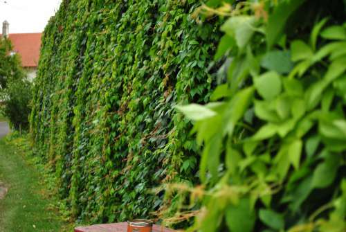 Green Cascade Wild Grapes Amber Wall Garden Nature