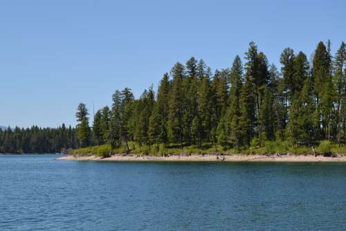 Lake Shore Tree Trees Water Nature Outdoors