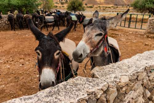 Kelokedara Cyprus Ass Animals Farm Holding Ears