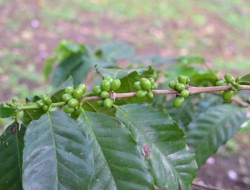 Coffee Colombia Green Nature