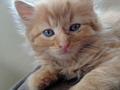 Kitten Cat Pet Cute Feline Eyes Kitty Adorable