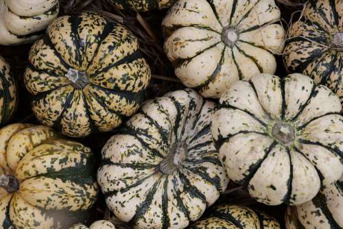 Pumpkin Autumn Fruits Choose Autumn Decoration