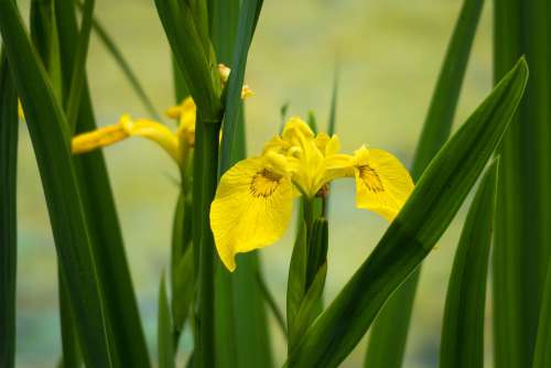 Lily Iris Water-The Sword Lily Swamp Iris