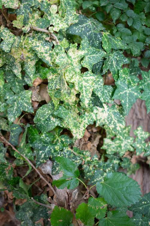 Ivy Tree Leaves Greens Green Summer Nature Flora