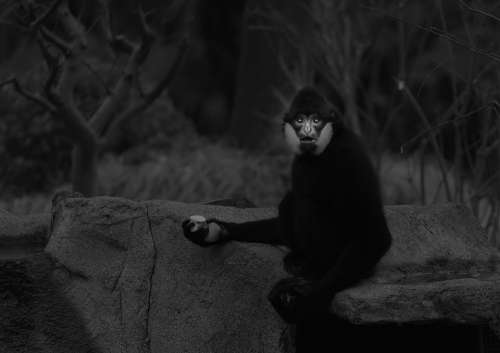Gibbon Monkey Animal Primates Zoo Mammal Ape