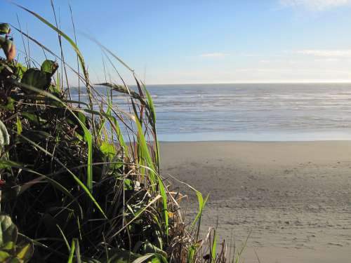 Pacific Ocean Beach Beach Grass Bluff Sunny Day