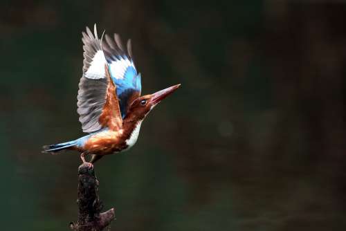 Take Off Kingfisher Bird Nature Vietnam