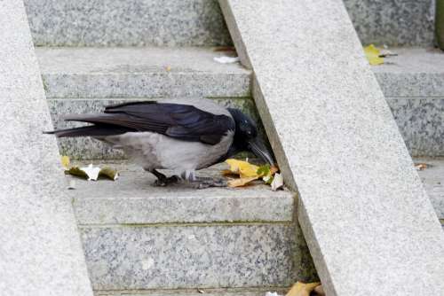 Crow Bird Picking The Scale Concrete Speed