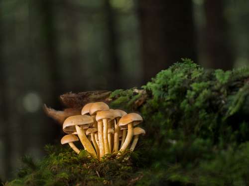 Mushrooms Small Mushroom Mushroom Sponge Moss
