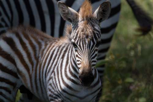 Zebra Plains Zebra Animals Africa Mammals Safari