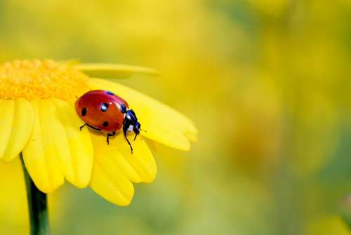 Insects Yellow Flower Ladybug Bug Red